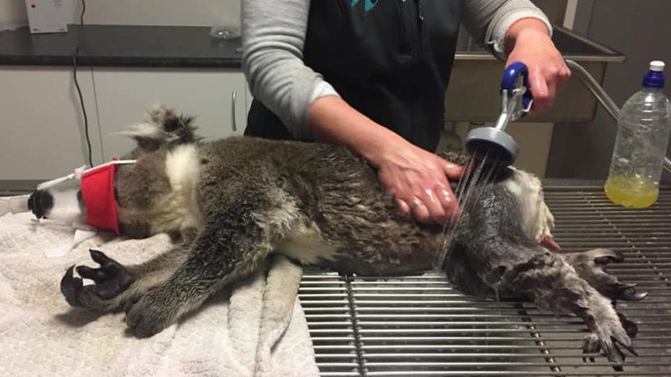 Young male koala covered in oil and being bathed by Glenelg Veterinary Services in Victoria