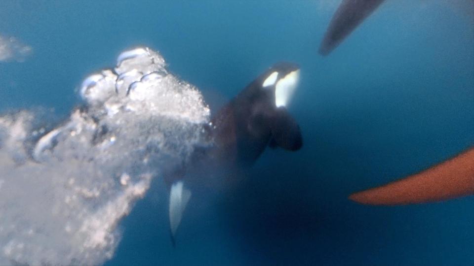 Last ­summer, killer whales ­targeted two racing boats.