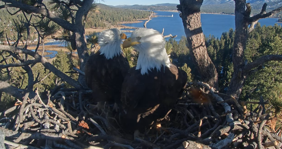 Bald eagles Jackie and Shadow are seen in the nest together hours before Jackie lays her first egg Jan. 25. Screengrab from Friends of Big Bear Valley's eagle cam