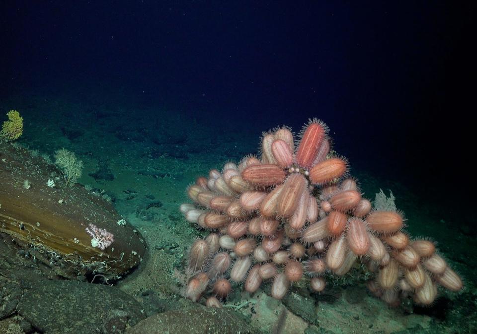 A group of sea urchins that appear in shades of pink, tan, and white at the bottom of the sea