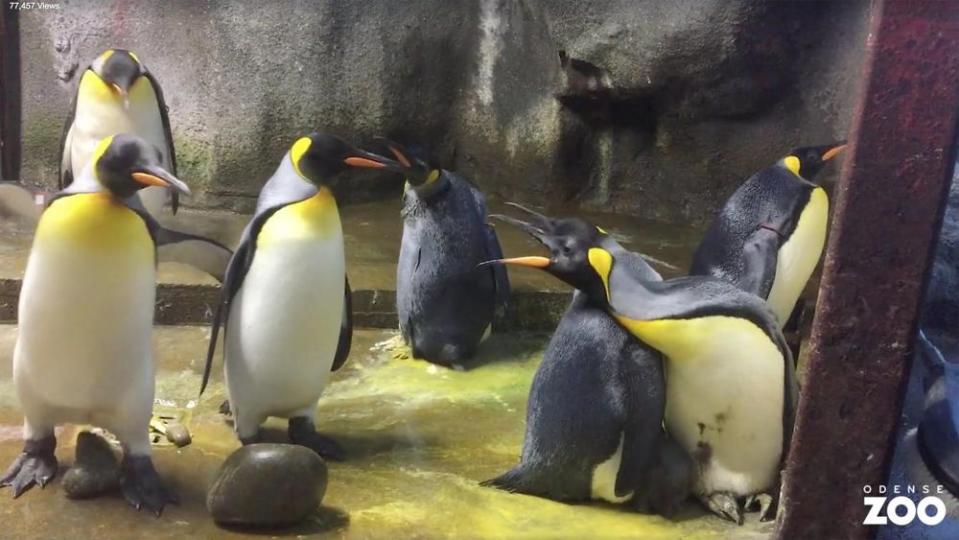 Gay penguin couple at Denmark's Odense Zoo