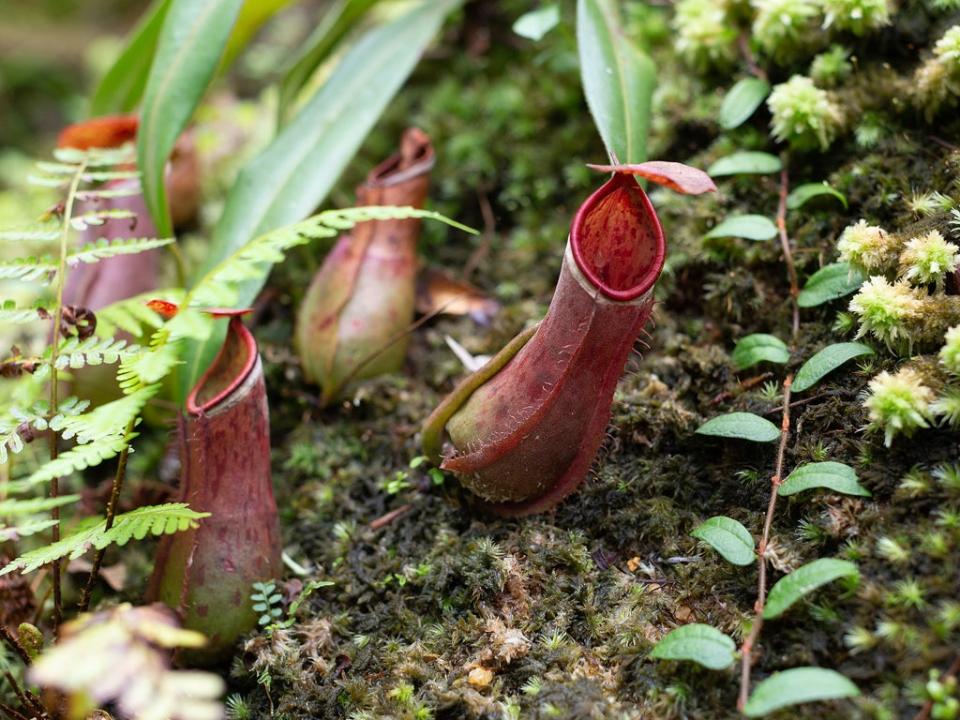 Two species of the Nepenthes genus (pictured) are endemic to Cambodia (Getty Images/iStockphoto)