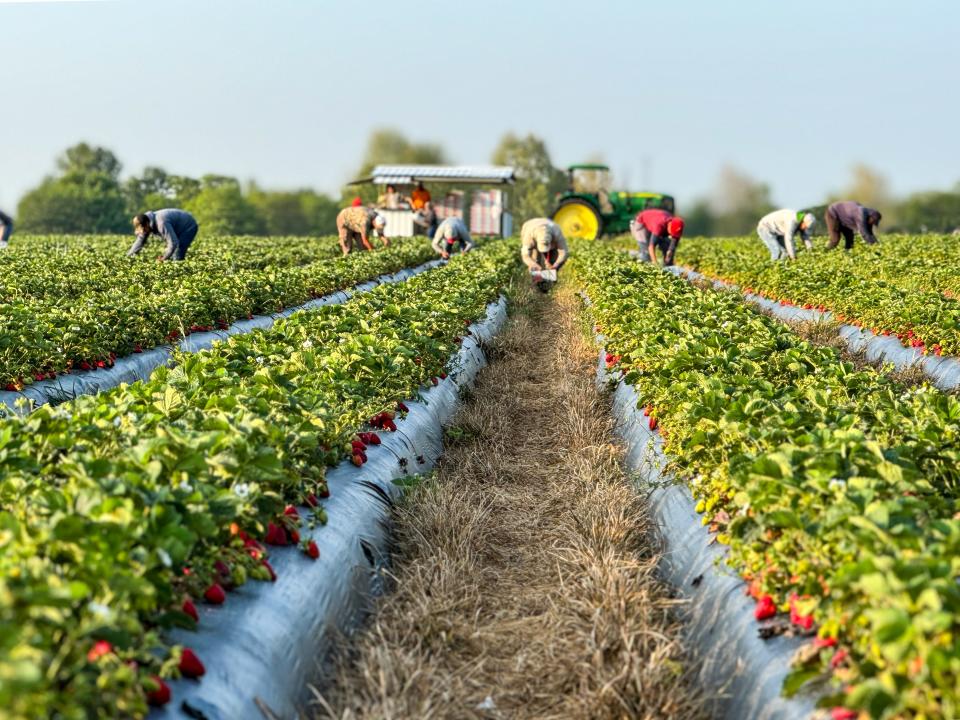 Steve Polter has some theories on why strawberry season started about two weeks early this year at Polter's Berry Farm in Fremont.