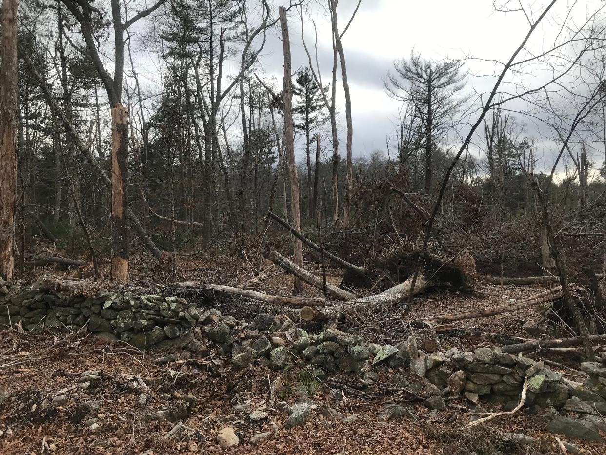 Some of the trees and branches knocked down by a tornado last August have been left to provide natural habitat for animals and birds.