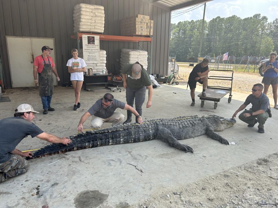 Ricky Flynt (center, kneeling) helps with measuring a Mississippi record alligator measuring 14 feet, 3 inches that was caught by Donald Woods of Oxford. Flynt captured and tagged the same alligator in 2007 while working for the Department of Wildlife, Fisheries and Parks.