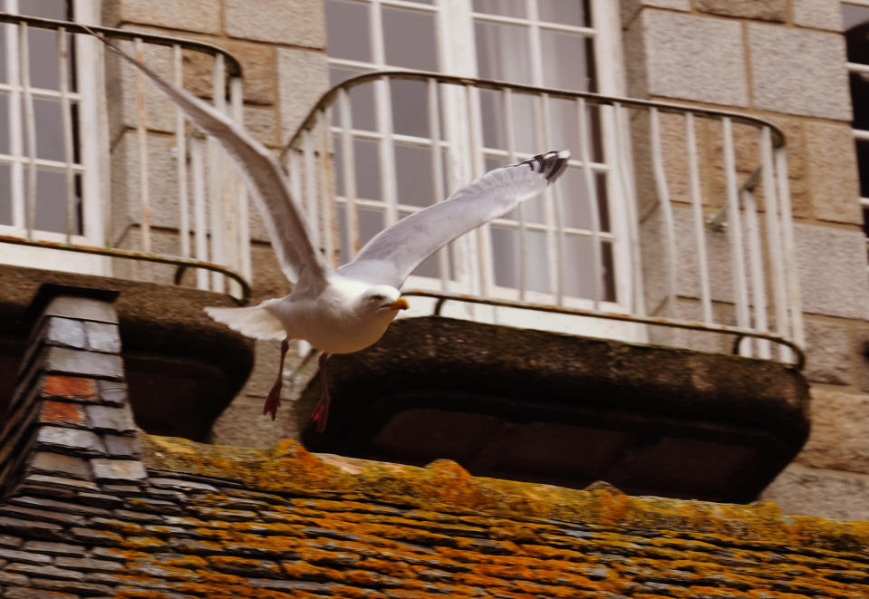 mouette Saint Malo par fabien lemagnen