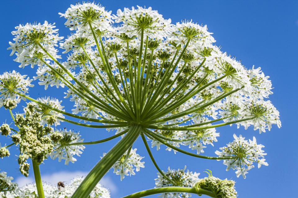 Giant hogweed (Heracleum mantegazzianum), umbel, Germany, Bavaria