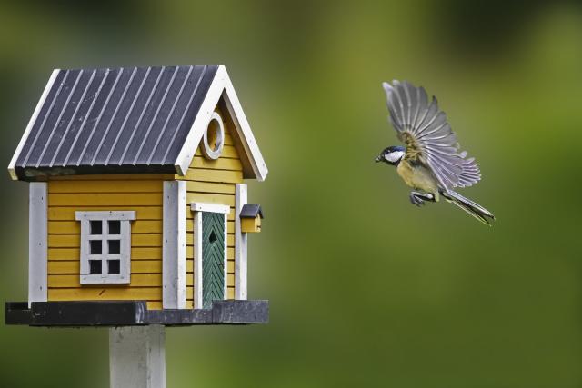 Mangeoires et nichoirs : comment accueillir les oiseaux dans son jardin ?