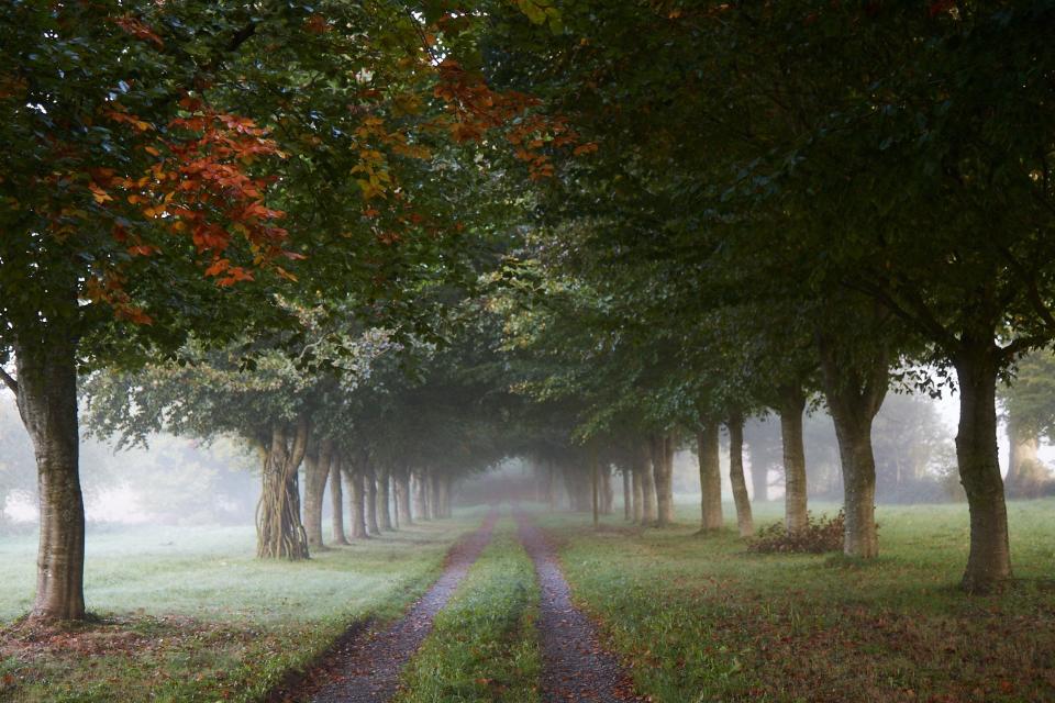 A beautiful avenue of beech trees leads to Le Chateau, home to Peter Gabrielse.