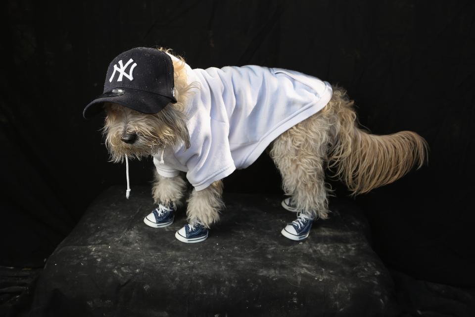 NEW YORK, NY - OCTOBER 20: Maltipoo Shaggy poses as a Yankees fan at the Tompkins Square Halloween Dog Parade on October 20, 2012 in New York City. Hundreds of dog owners festooned their pets for the annual event, the largest of its kind in the United States. (Photo by John Moore/Getty Images)