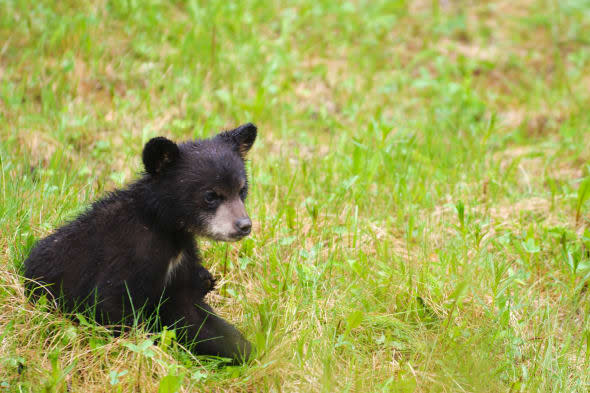 Dead black bear cub found in New York's Central Park