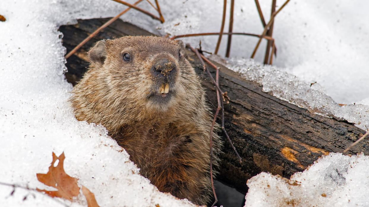  Are marmots dangerous: marmot. 