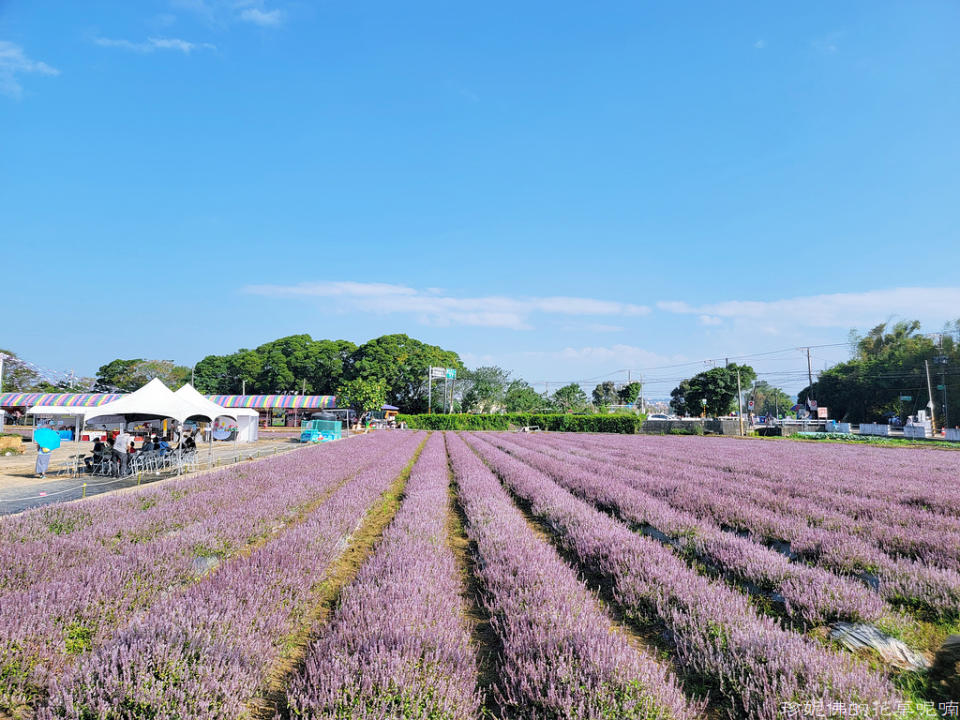 2022桃園仙草花節～仙茶之舞