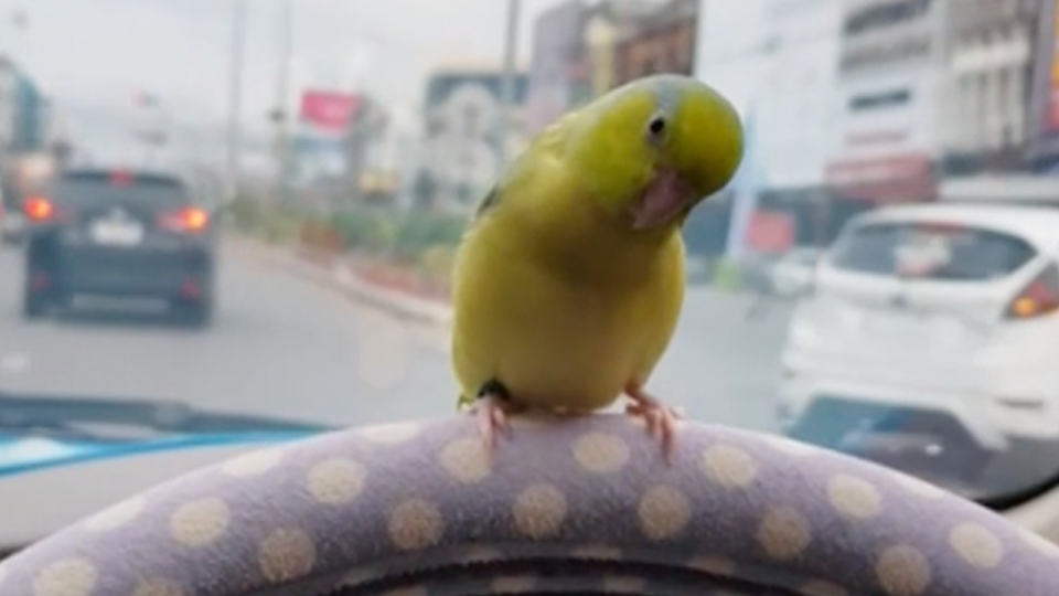 When your pet bird takes back seat driving to a whole new level