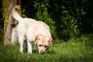 Louisville Metro Councilman introduces ordinance to prohibit sale of dogs,  cats at pet stores