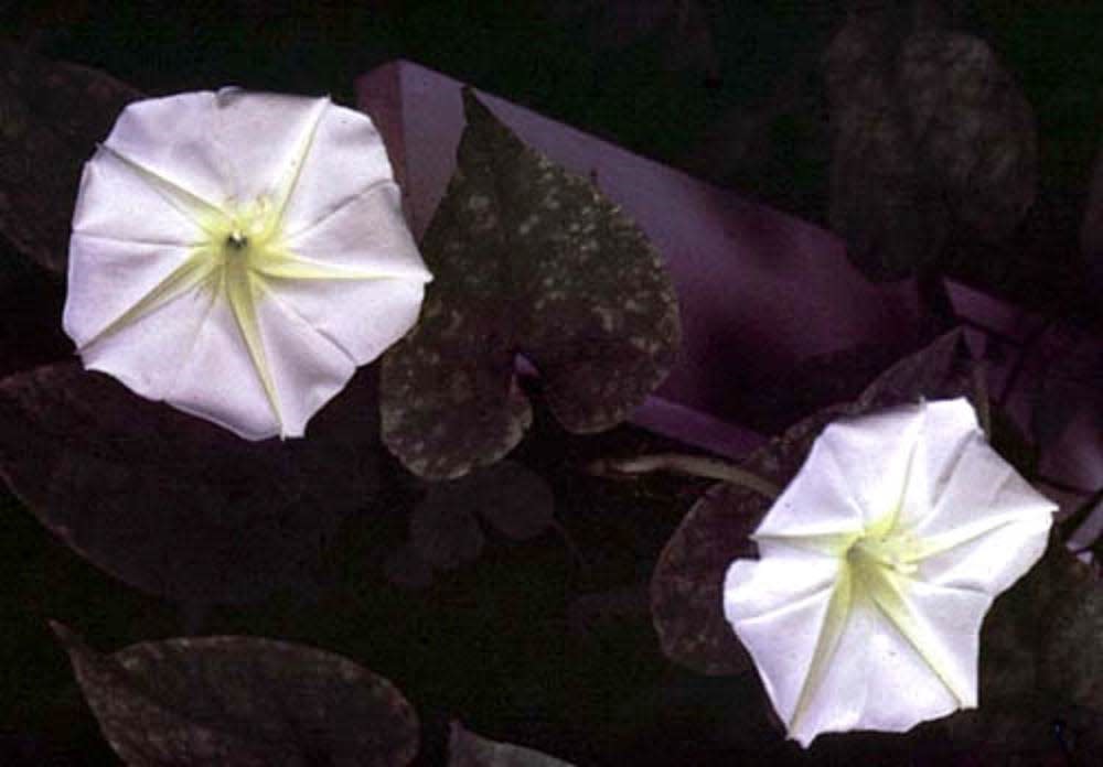 Moonflowers bloom at night, making them an excellent choice to incorporate into a moon garden.