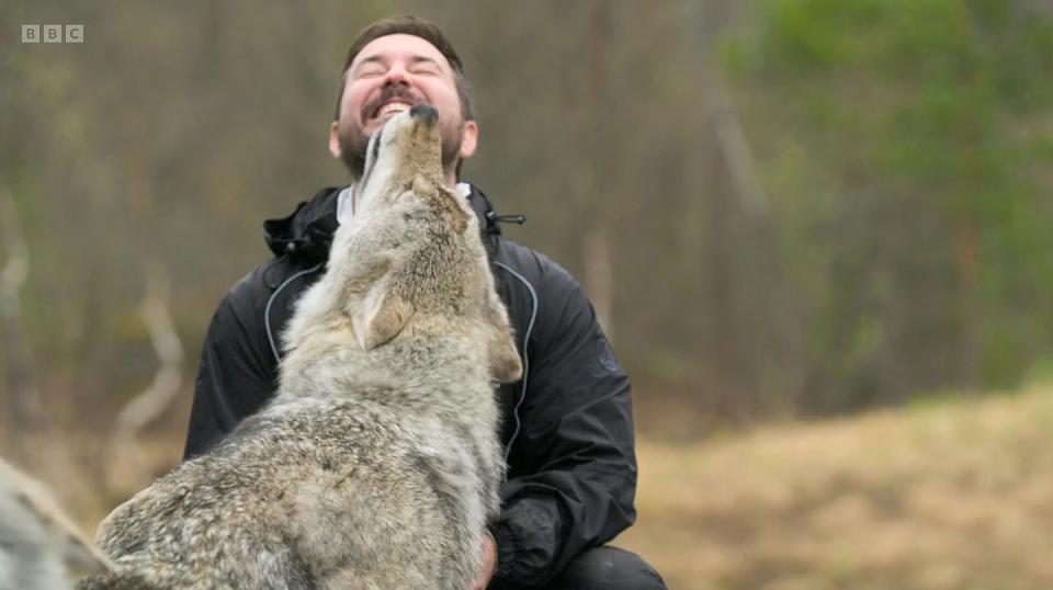 The Scottish actor allowed a wolf to 'tongue' him. (BBC)