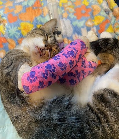 <p>Home For Life Animal Sanctuary</p> Rue the cat with casts on her broken front legs