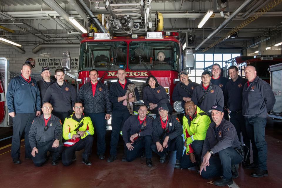 Natick Fire Shift 3 gets together at headquarters for a picture with Louie, a 9-week-old silver Lab and the department’s new comfort dog, at Natick Fire Headquarters, Jan. 5, 2024. Louie is being raised by Capt. Chris Hampton, who is holding him.
