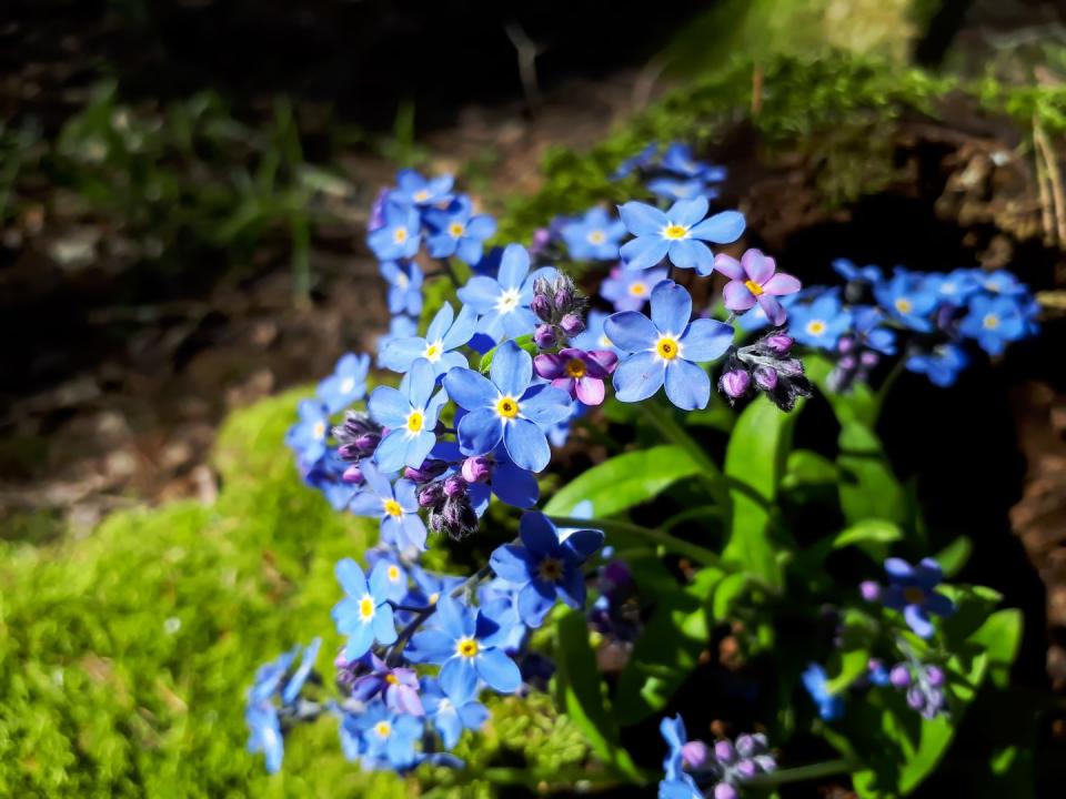 fforget me not plant guide myosotis sylvatica