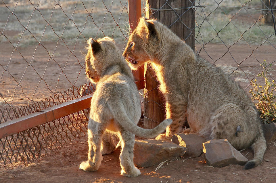 In this photo supplied by Blood Lions lion cubs at a captive tourism facility in South Africa May 12, 2014. South Africa said Thursday May 6, 2021, it will end its captive lion industry in a major move for conservation that will outlaw the heavily criticised "canned hunting" of the big cats and sale of their bones. (Pippa Henkinson / Blood Lions via AP)