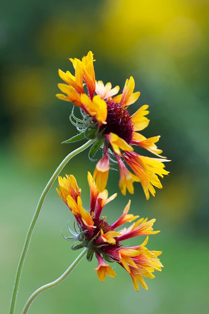 26) Blanket Flower