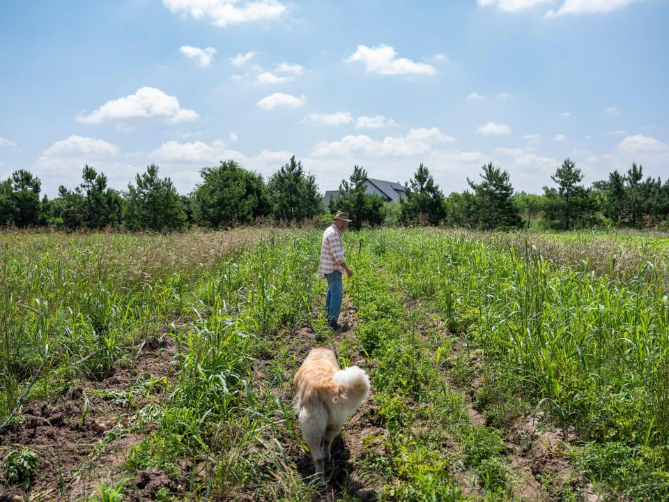 Harold "Skip" Connett, 66, harvests potatoes with his dog Sabine on his organic farm, Green Gate Farms, in Bastrop, Tx., on Monday, May 22, 2023. Connett's 32-acre, certified organic farm abuts the Colorado River.