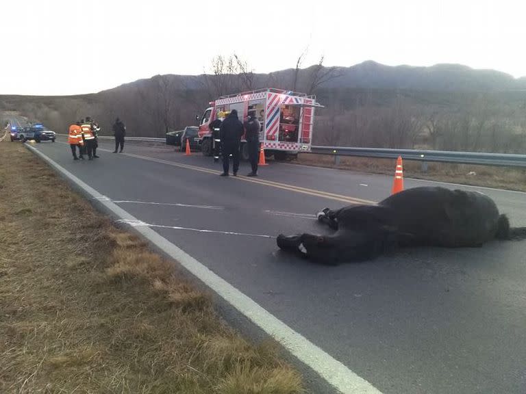 El caballo se cruzó en la ruta 38, por donde circulaba la víctima (Gentileza Cadena 3)