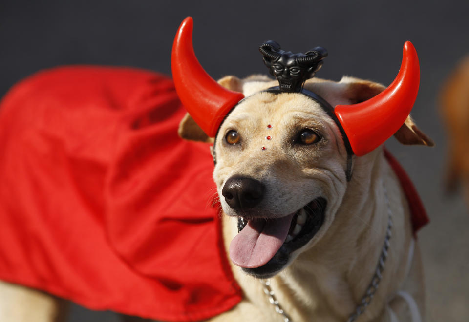 A dog disguised as a devil is seen during the "Blocao" dog carnival parade in Rio de Janeiro, Brazil, Sunday, Feb. 12, 2012. (AP Photo/Silvia Izquierdo)