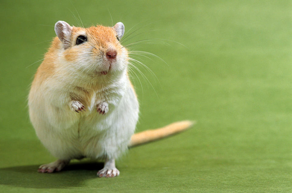 The gerbil was found “alive but very hungry” (File picture: Getty)