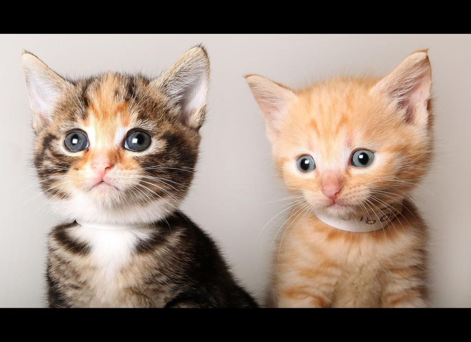 Two stray kittens pose for a photograph at Battersea Dogs and Cats Home on August 18, 2009 in London, England. Battersea Dogs and Cats Home is seeing a sharp rise in the number of cats requiring a home with 143 of the 145 shelter's pens full.  (Photo by Dan Kitwood/Getty Images)