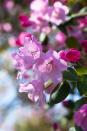 <p>Azaleas should be planted in the spring in <a href="https://www.gardeningknowhow.com/ornamental/shrubs/azalea/azaleas-noteworthy-shrubs-for-any-garden.htm" rel="nofollow noopener" target="_blank" data-ylk="slk:lightly shaded areas;elm:context_link;itc:0;sec:content-canvas" class="link ">lightly shaded areas</a>. Exposure to excessive sunlight can actually burn their leaves, while too little light can deprive them of oxygen. With the right care, they can also make for excellent houseplants. </p><p><strong>Bloom season</strong>: Spring</p><p><a class="link " href="https://go.redirectingat.com?id=74968X1596630&url=https%3A%2F%2Fwww.homedepot.com%2Fp%2FENCORE-AZALEA-1-Gal-Autumn-Sunburst-Encore-Azalea-Shrub-with-Bicolor-Coral-Pink-and-White-Reblooming-Flowers-80691%2F204986281&sref=https%3A%2F%2Fwww.redbookmag.com%2Fhome%2Fg35661704%2Fbeautiful-flower-images%2F" rel="nofollow noopener" target="_blank" data-ylk="slk:SHOP AZALEAS;elm:context_link;itc:0;sec:content-canvas">SHOP AZALEAS</a></p>