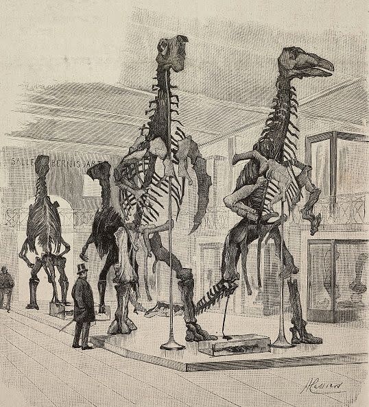 Skeletons of Iguanodon, dinosaurs of the late Cretaceous, reconstructed in a museum in Brussels, Belgium, engraving from a drawing by H Cassier, from L'Illustrazione Italiana, year 19, no 3, January 17, 1892. (Photo: DEA via De Agostini via Getty Images)