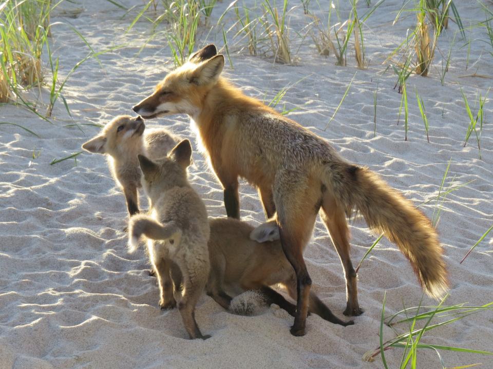 A fox family in Provincetown, part of a photographic exhibit at Wellfleet Preservation Hall by Ben Achtenberg.