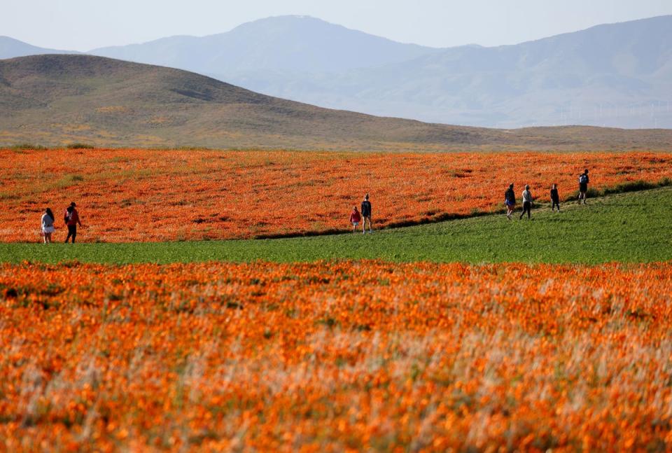 People walk along a field with blooming poppy flowers near the Antelope Valley California Poppy Reserve on April 14, 2023 (Getty Images)