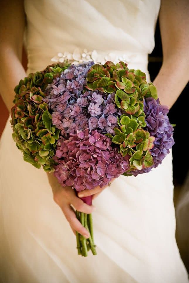 Hydrangea Heaven