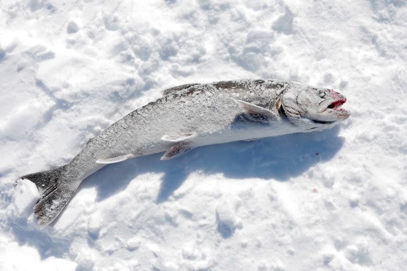 The Wider Image: Climate change means the Inuit do what they've always done: Adapt