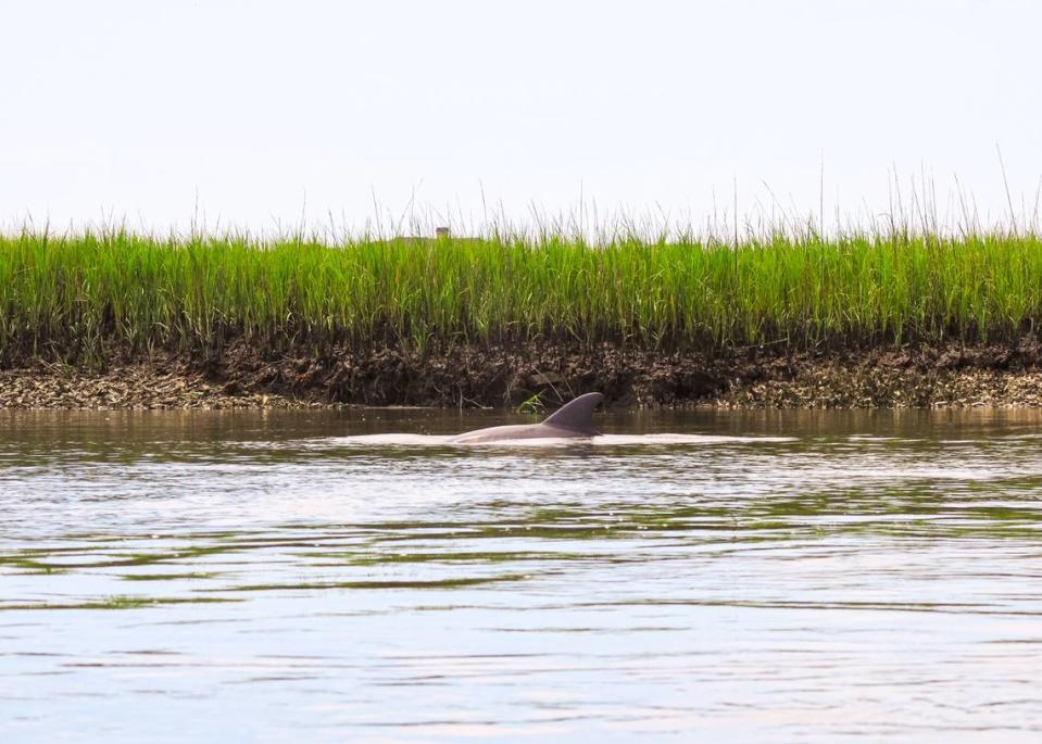 Lighthouse Inlet Heritage Preserve on Folly Island is a haven for wildlife. Here, a dolphin swims along Folly Creek, the tidal inlet that flows past the stranded Morris Island Lighthouse.