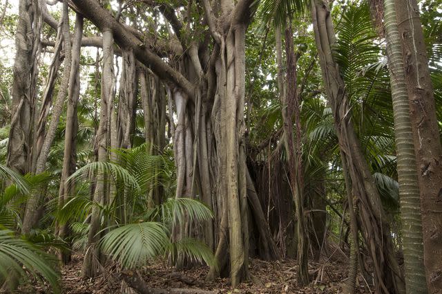 <p>Ignacio Palacios / Getty Images</p> Banyan tree with aerial roots