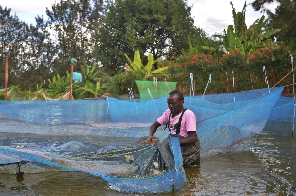 <span class="caption">Jeremiah Kiarie rounds up tilapia at Green Algae Highland fish farm in central Kenya on April 29, 2017.</span> <span class="attribution"><a class="link " href="https://www.gettyimages.com/detail/news-photo/jeremiah-son-of-fish-farmer-william-kiarie-rounds-up-news-photo/696599724" rel="nofollow noopener" target="_blank" data-ylk="slk:Tony Karumba/AFP via Getty Images;elm:context_link;itc:0;sec:content-canvas">Tony Karumba/AFP via Getty Images</a></span>