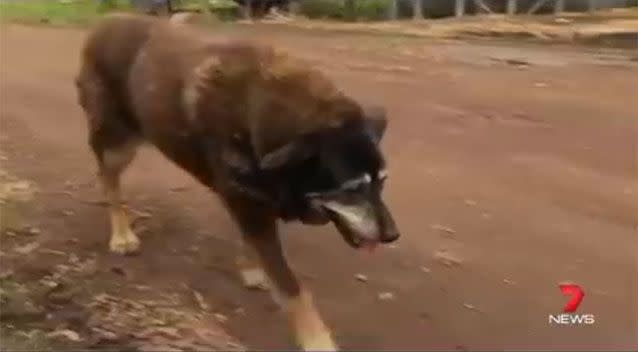 Maggie was approaching her third century, living until about 200 dog years old. Picture: 7 News