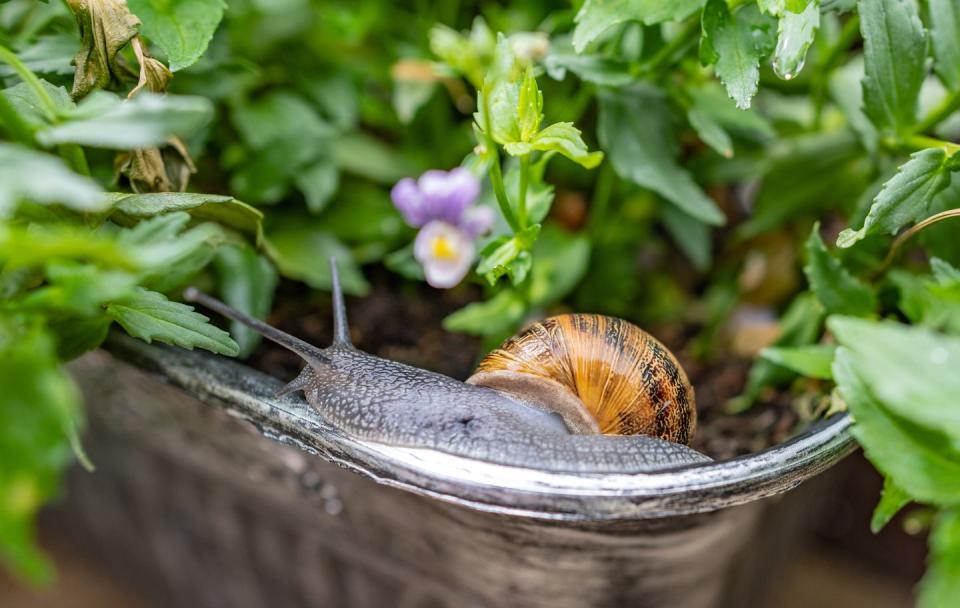 a common garden snail in a flower pot with wet plants in the garden