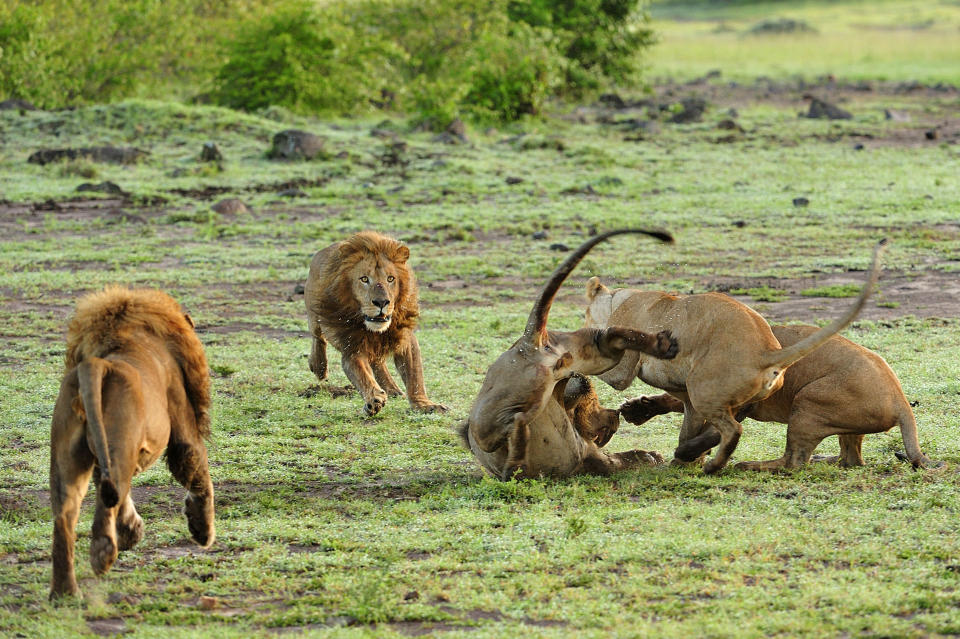 Now thats what you call a cat fight! These protective lionesses spring to life when a male approaches their cubs, and all hell breaks loose among the pride. The cat fight is a bitter battle between the male and female beasts, who savagely erupt into a ferocious battle in the Mara Triangle, within the heart of the Masai Mara in Kenya, Africa. PIC FROM GUZELIAN / CATERS NEWS