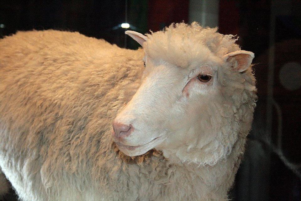 Dolly a été le premier mammifère à être cloné avec succès à partir d’une cellule somatique adulte