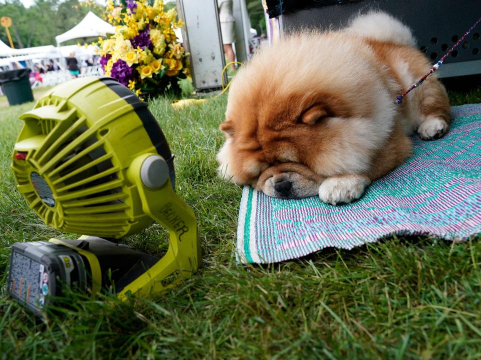 dog cooling himself off with a fan