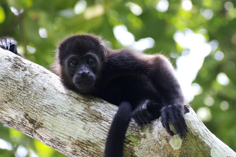 Howler Monkeys