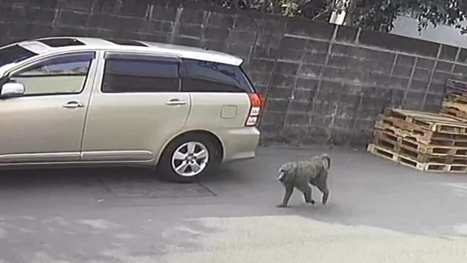 狒狒逃亡期間，在大街遊走身影被拍下。（圖／翻攝自「路上觀察學院」臉書）