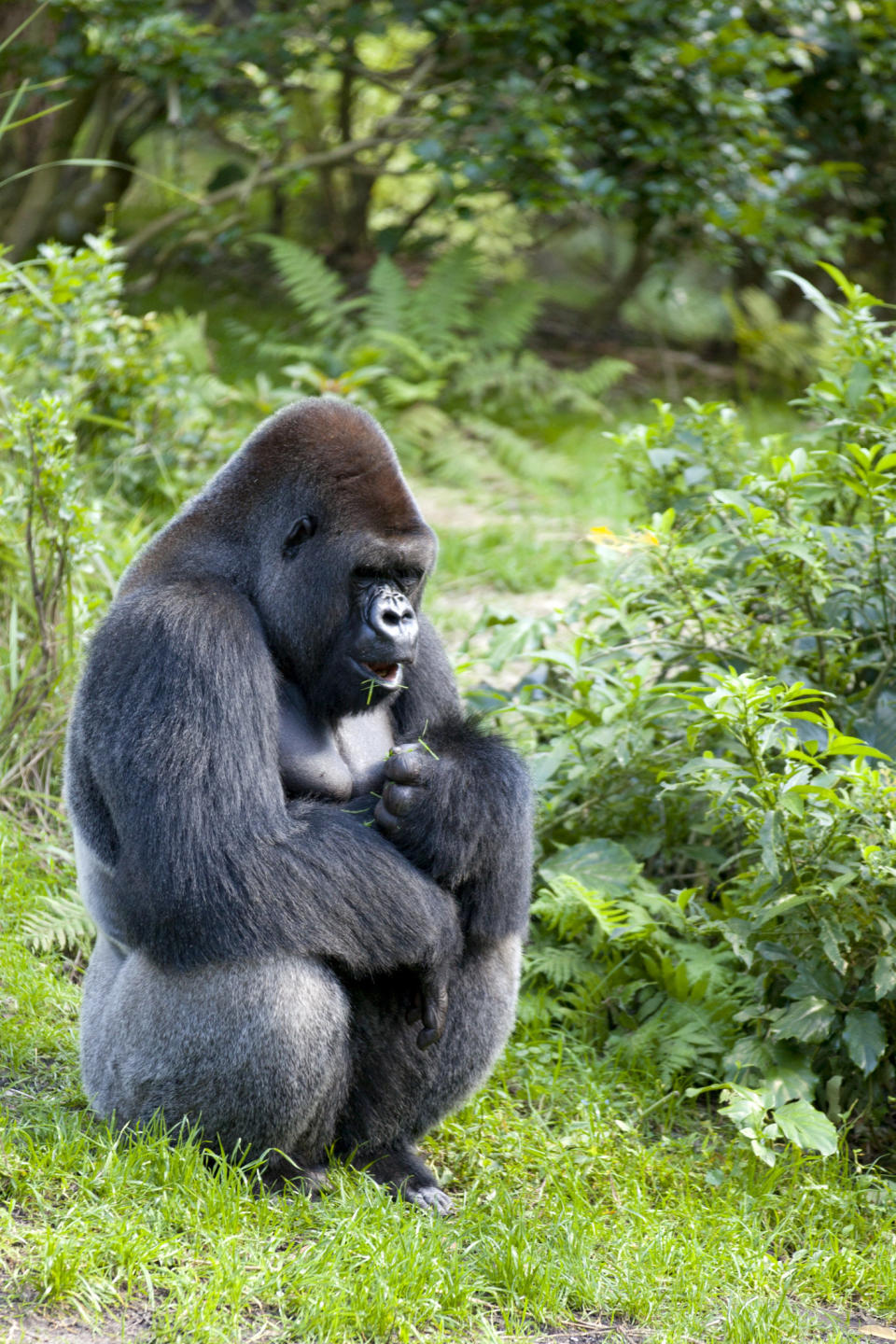 Male Western Gorilla (Gorilla gorilla) in the forest