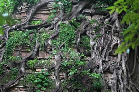 Roots shroud a relief at Sambor Prei Kuk, or "the temple in the richness of the forest" an archaeological site of ancient Ishanapura, listed as a UNESCO world heritage site, in Kampong Thom province, Cambodia July 16, 2017. Picture taken July 16, 2017. REUTERS/Samrang Pring