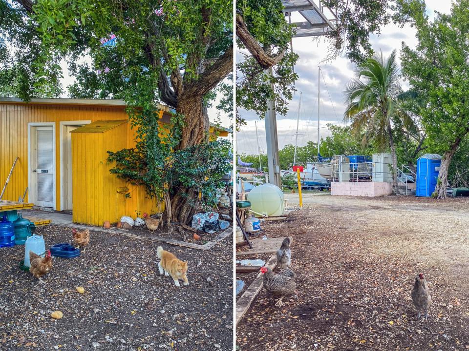 A view of the bathroom and chickens and a cat with trees nearby